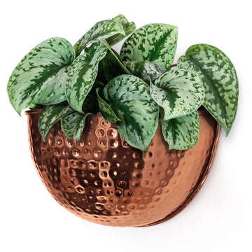 Metal Wall Planter | Indoor or Outdoor Hanging Plant Pot | Farmhouse Decor & Boho Kitchen Decoration for Herbs &
