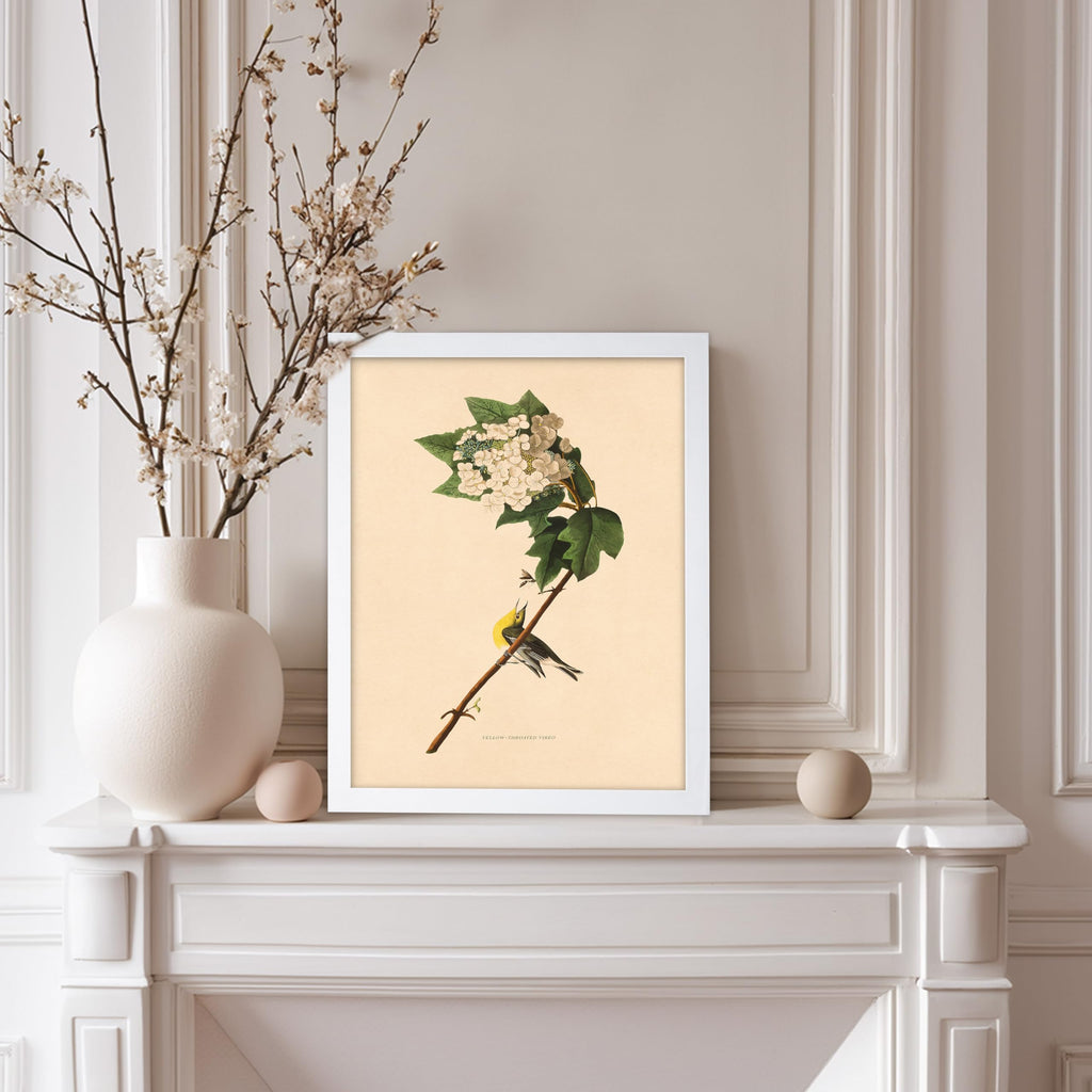 Master Vintage James Audubon Poster - Yellow Throated Vireo Print - Birds of America Art - Bird Art - Gift for Men