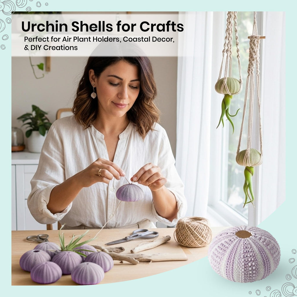 Sea Urchins Shells for Air Plants - 10 Purple (1.5-2.5") Sea Urchin Shells - Hanging Air Plant Holder - Air Plants
