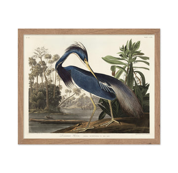 Art Vintage James Audubon Poster - Retro Louisiana Heron Print - Birds of America Art - Gift for Men, Women & Animal