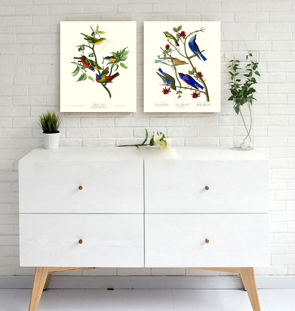ART - Painted Finch, by John James Audubon. The Birds of America Reproductions. Giclee Print Acrylic Coating on
