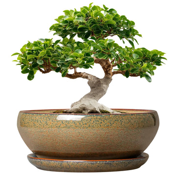 Ceramic Bonsai Pots, 12 Inch Succulent Pots with Saucer, Brown