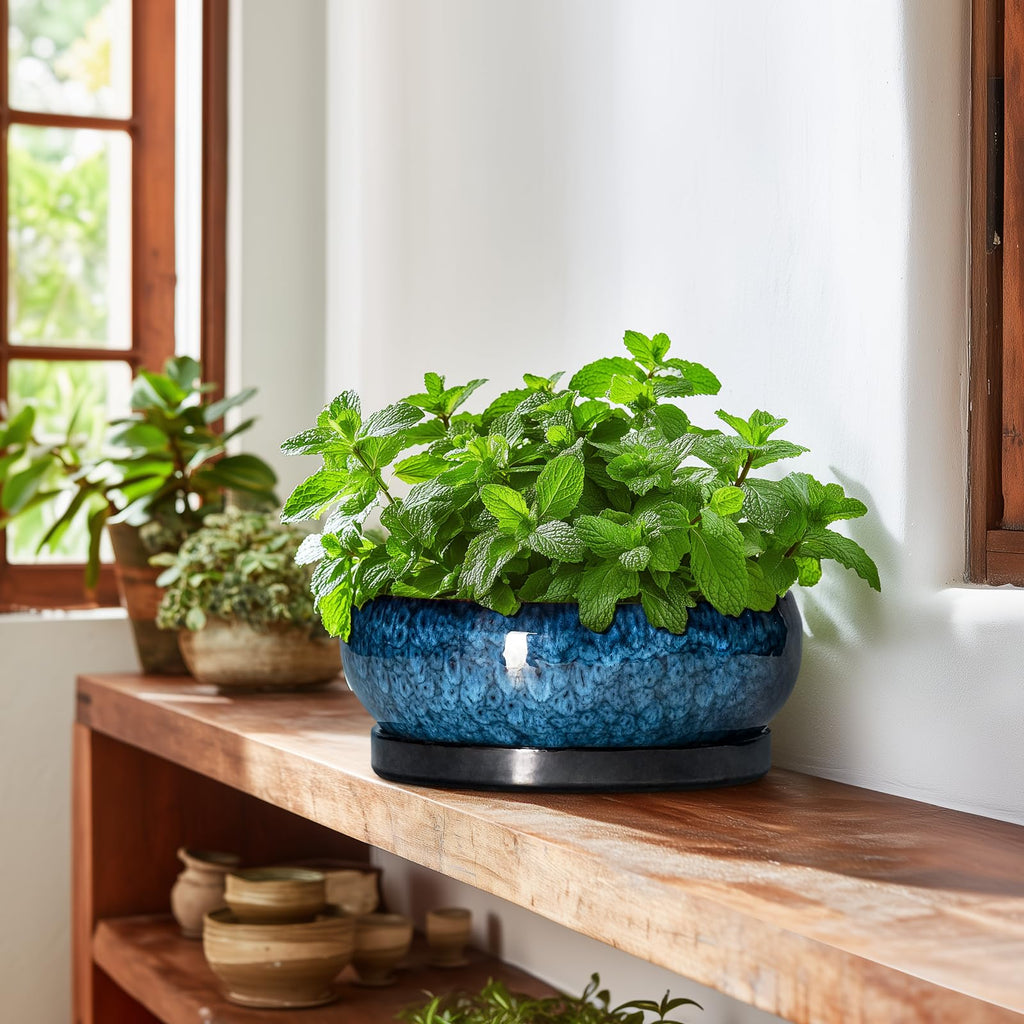 Bonsai Tree Pots 10 Inch - Ceramic Succulent Pot with Drainage Hole and Saucer, Bonsai Pots for Indoor Outdoor, Round