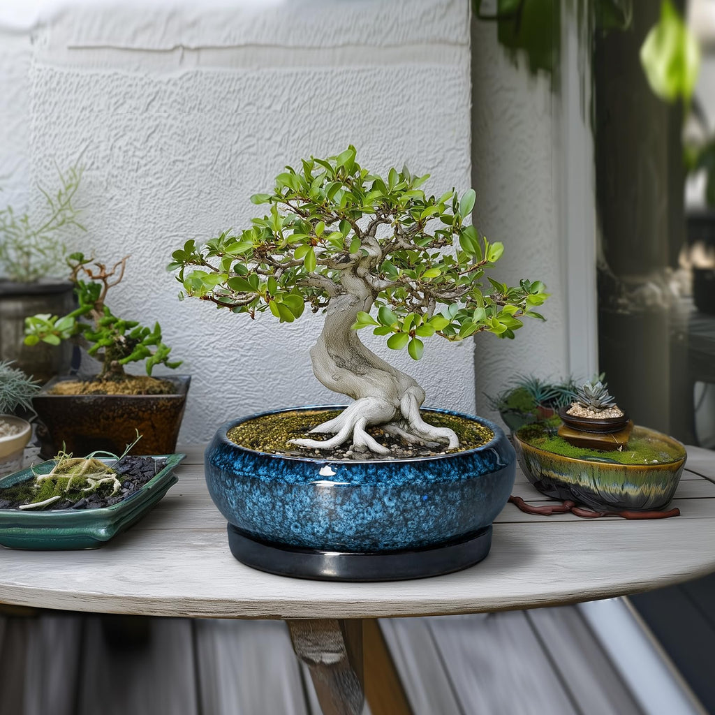Bonsai Tree Pots 10 Inch - Ceramic Succulent Pot with Drainage Hole and Saucer, Bonsai Pots for Indoor Outdoor, Round