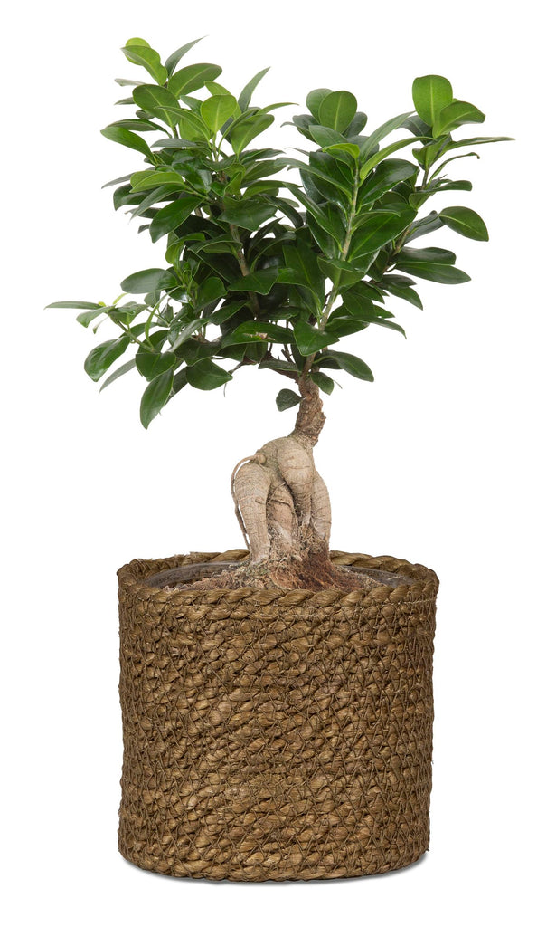 Wicker Seagrass Basket Planter, Brown, 26cm