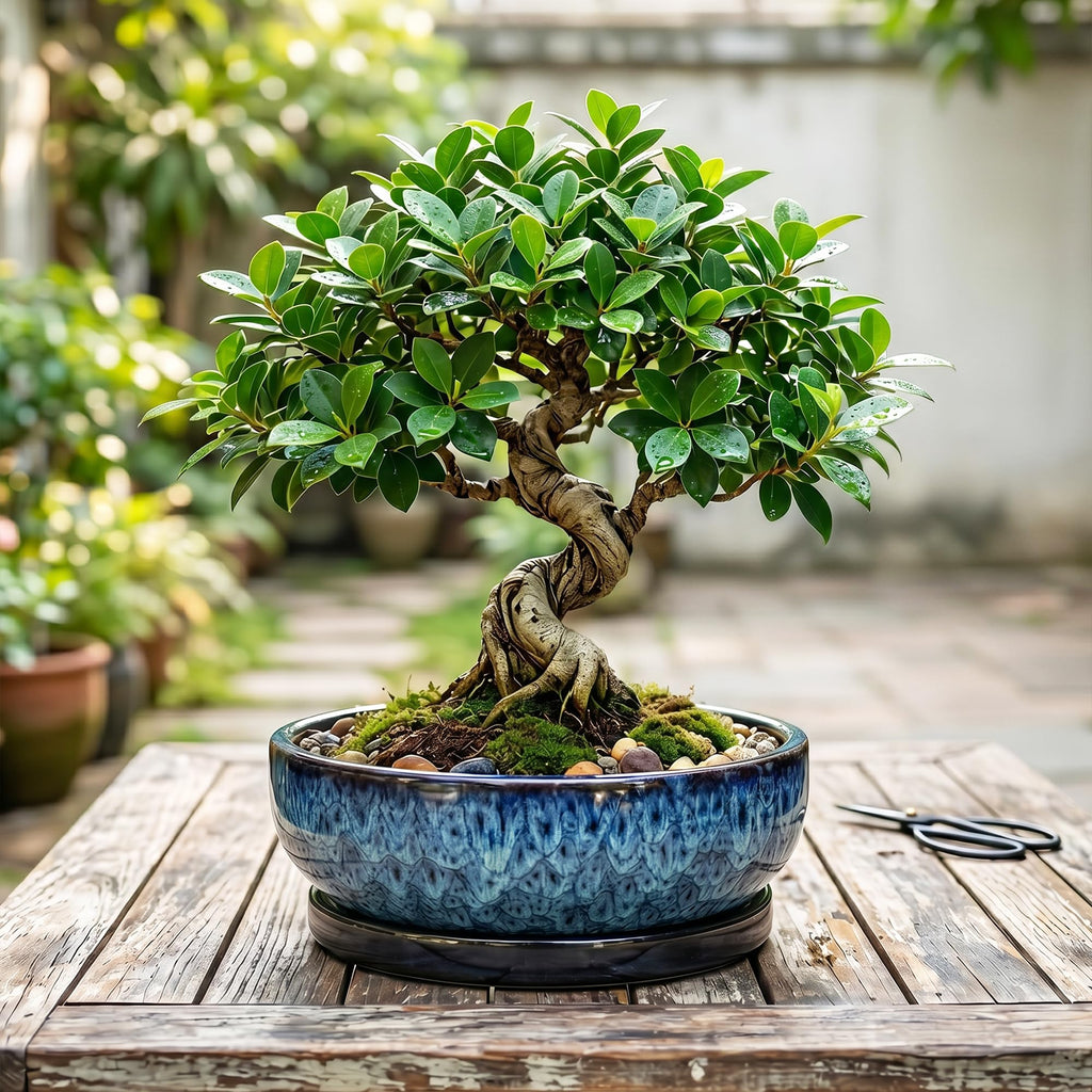 Bonsai Pots, 10 Inch Ceramic Succulent Pots with Saucer, Blue