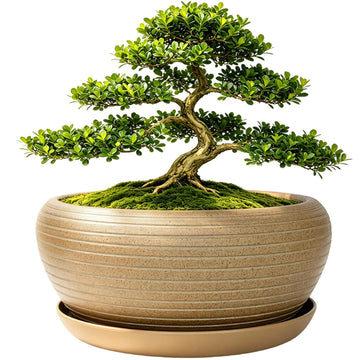 9.5" Round Large Ceramic Bonsai Bowl Planter, Clay Succulent Plant Pot Container with Saucer (9.5")