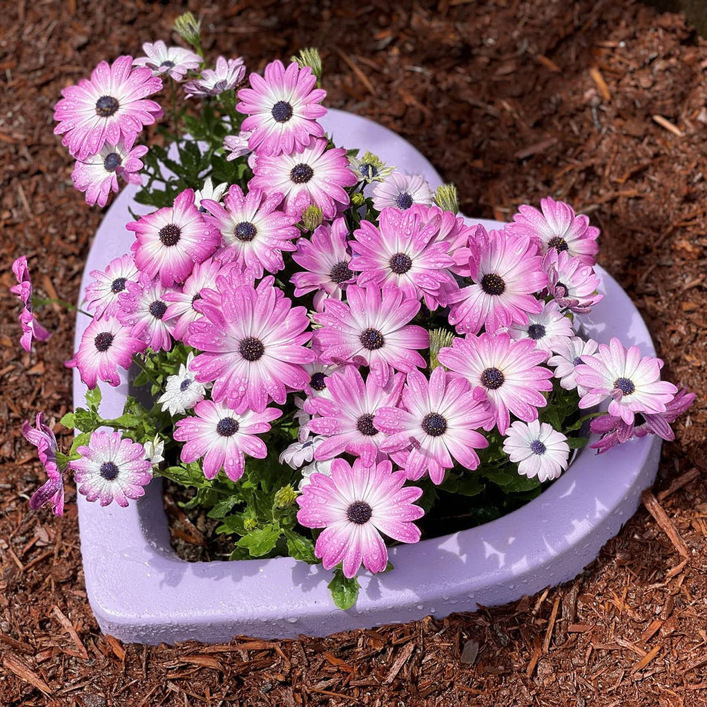 Large Concrete Heart Mold - DIY Garden Statue Planter