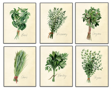 Kitchen Herbs Wall Art Prints - Set of 6-8x10 UNFRAMED Botanical Watercolor Illustrations of Basil, Parsley, Chives