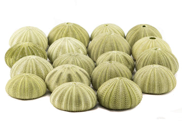 Sea Urchins Shells for Air Plants - 18 Green (1.75-2.5") Sea Urchin Shells - Hanging Air Plant Holder - Air Plants