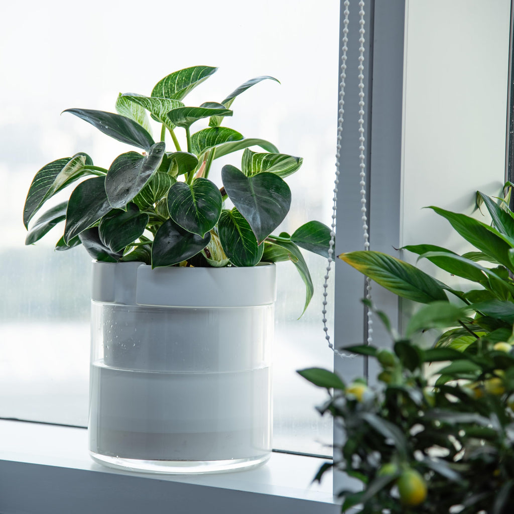 10 Inch Self Watering Planter, White Terracotta Clay Pot with Glass Reservoir for Indoor Plants, Herbs, Flowers, Set