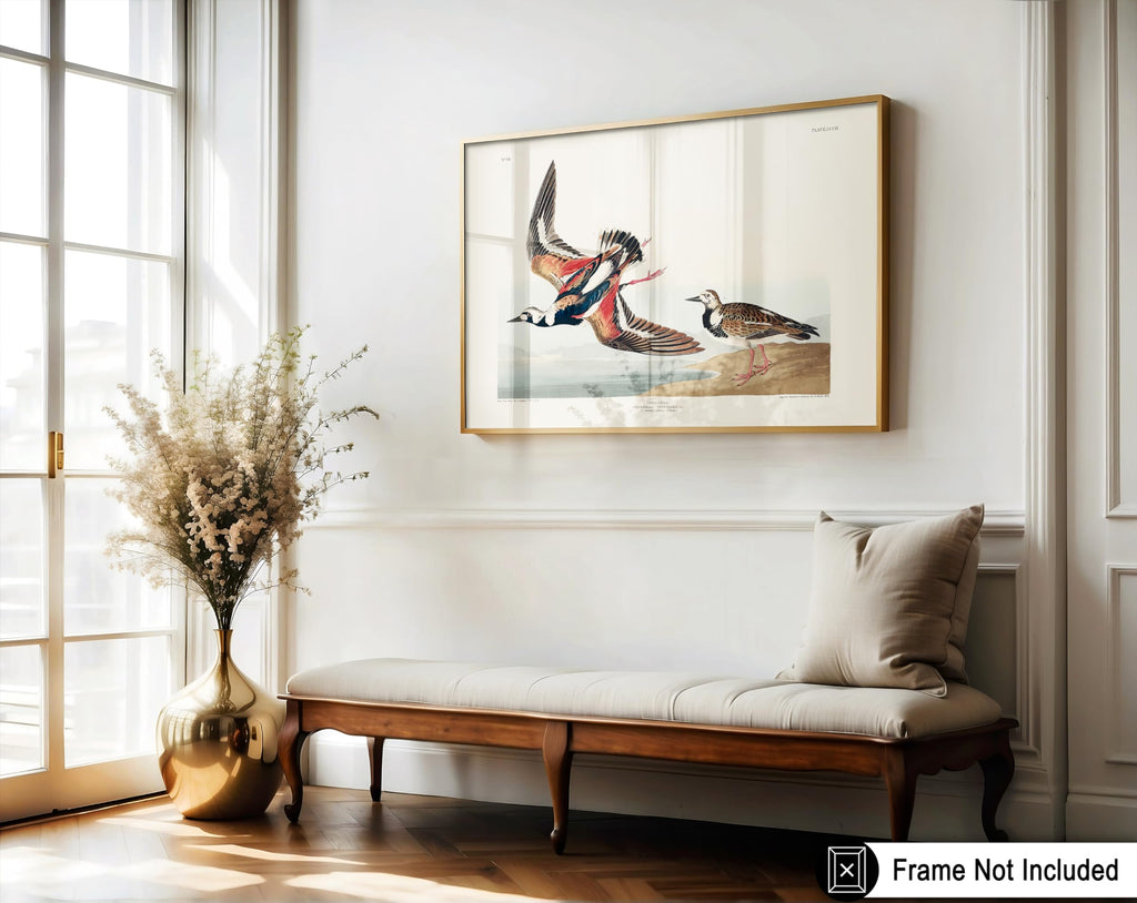 Master Vintage James Audubon Poster - Retro Turnstone Print - Birds of America Art - Gift for Men, Women & Animal