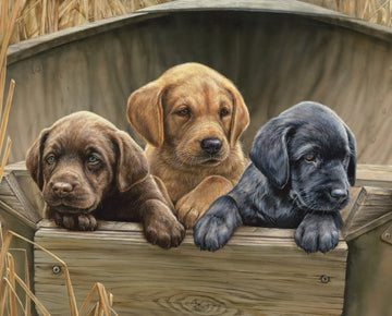 Labrador Lab Pups in The Wheat Field Cotton Fabric Panel Size 36 X 44 Inches WW 3111. The Fabric is 44 inches Wide