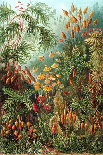 Laminated Ernst Haeckel Muscinae Moss Art Forms In Nature Plant Room Decor Aesthetic Plant Art Prints Large Botanical