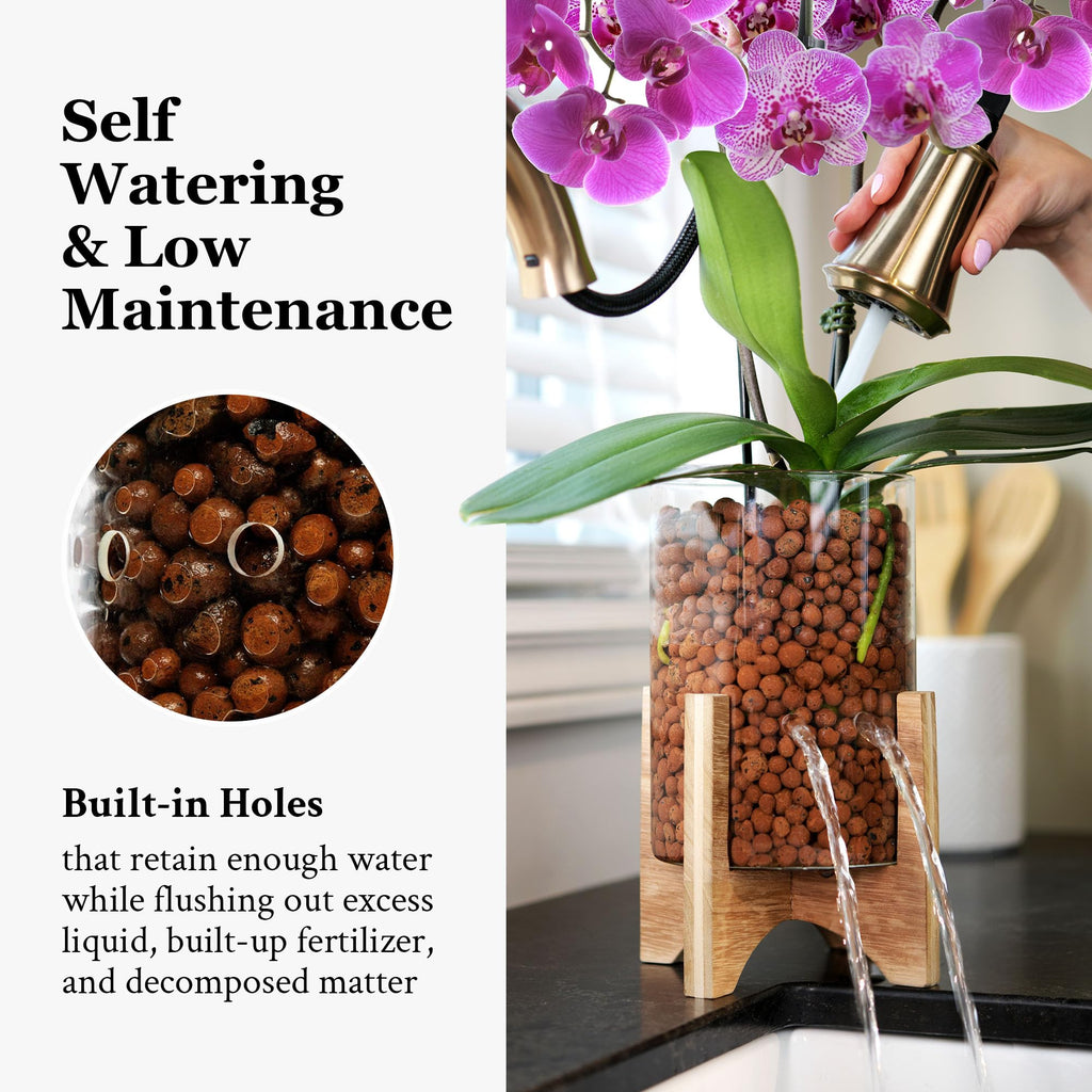 C6 Glass Propagation Vase, Wood Base - LECA Orchid Planter