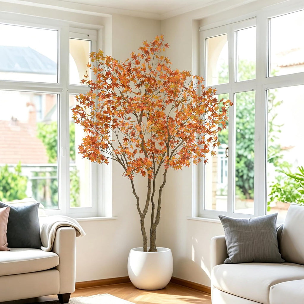 Maple Tree, 7 Feet