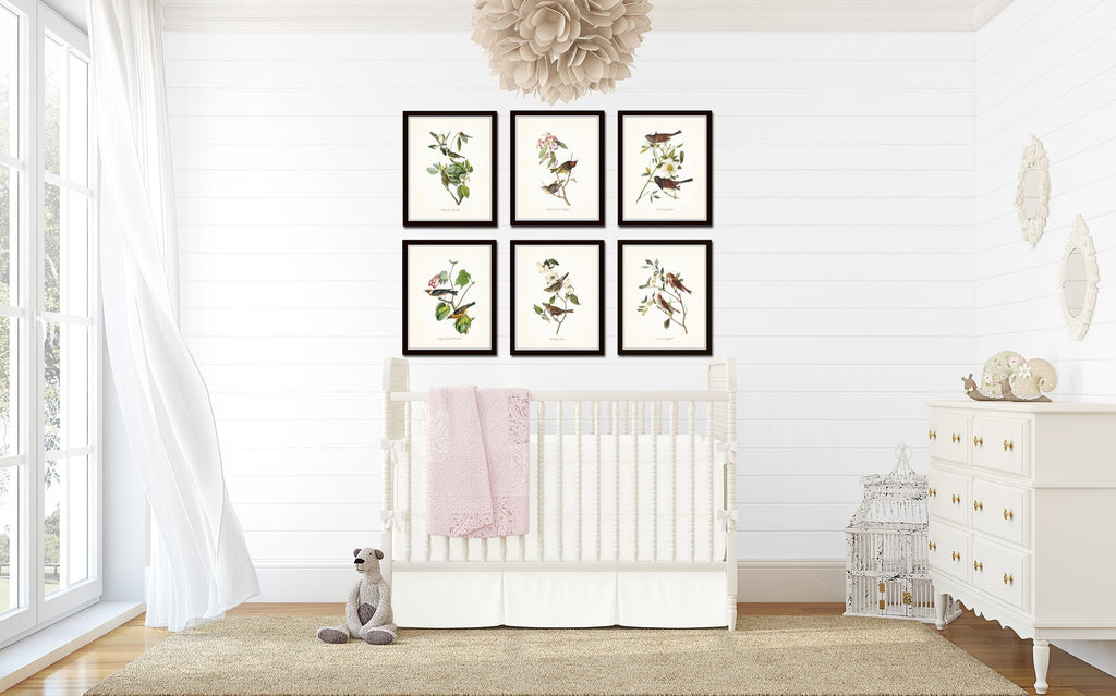 Audubon Birds Print Set No.1: 6 Vintage Bird Prints, Unframed, High Resolution Paper, Matte Finish, 11 x 14 Inch