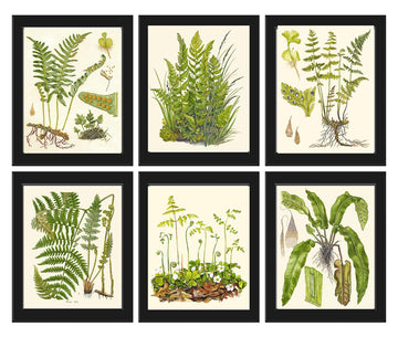 Botanical Set of 6 Prints Unframed Antique Beautiful Ferns Green Forest Nature Home Room Fern Decor Wall Art