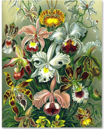 Orchid Botanical Illustration, Ernst Haeckel - 18x24 Unframed Art Print - Makes a Great Home or Office Decor and Gift