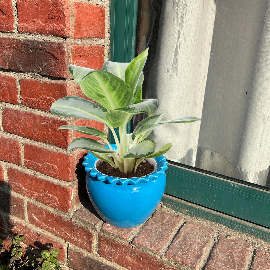 2pcs African Violet Pots, 6.5 Inch Blue Ceramic Easy Plant Self Watering Pot Ceramic Pot High Absorption Orchid