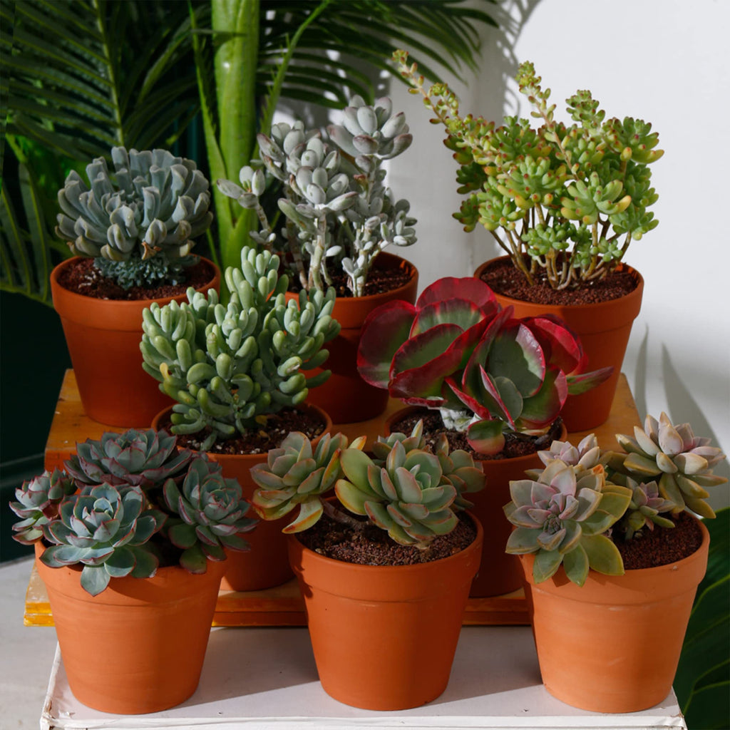8 Pcs Large Terracotta Pot Clay Pots 5.5'' Clay Ceramic Pottery Planter Cactus Flower Pots Succulent Pot Drainage