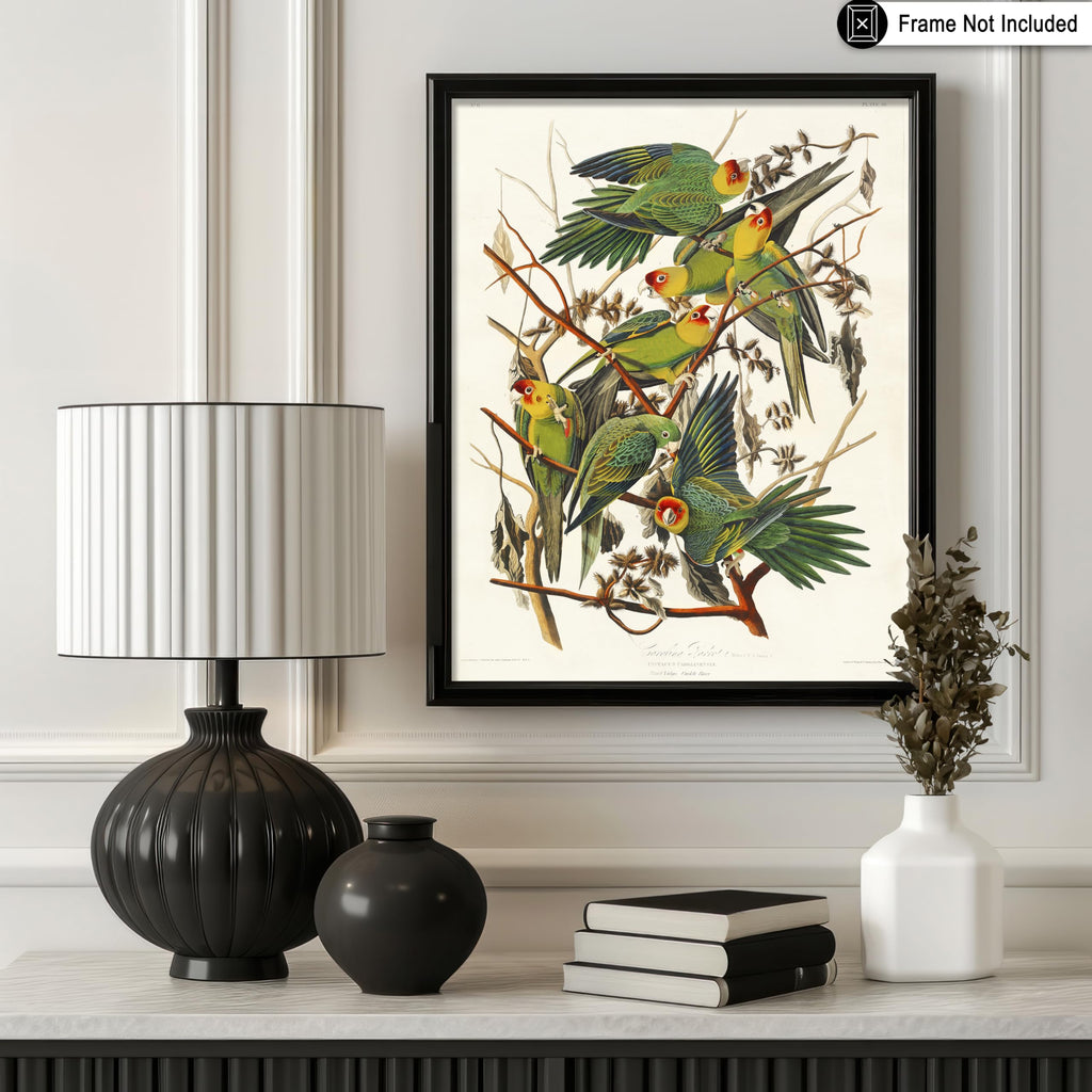 Art Vintage James Audubon Poster - Retro Carolina Parrot Print - Birds of America Art - Gift for Men, Women & Animal