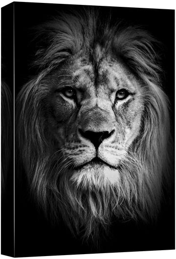 Canvas Print Wall Art Portrait of Lion Animals Wildlife Photography Realism Modern Closeup Dramatic Dark Black and