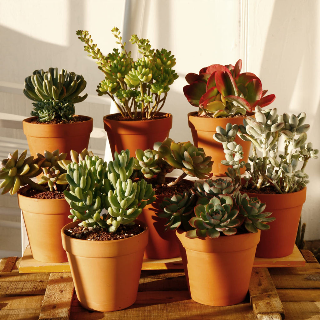 8 Pcs Large Terracotta Pot Clay Pots 5.5'' Clay Ceramic Pottery Planter Cactus Flower Pots Succulent Pot Drainage