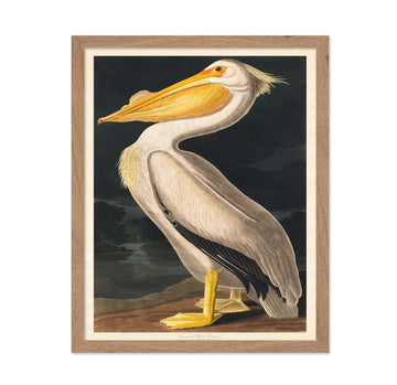 Master Vintage John James Audubon Poster - Retro Animal Print - Gift for Artist, Friend - Nature World, American