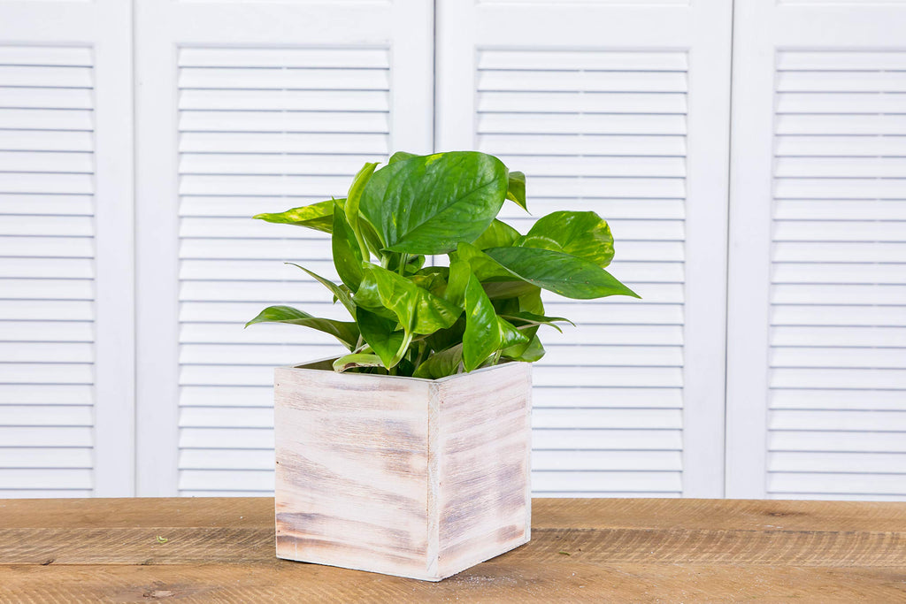 Wooden Planter Box, Rustic Whitewash with Plastic Liner l Garden Decor l Restaurant and Wedding Decorations l Wedding