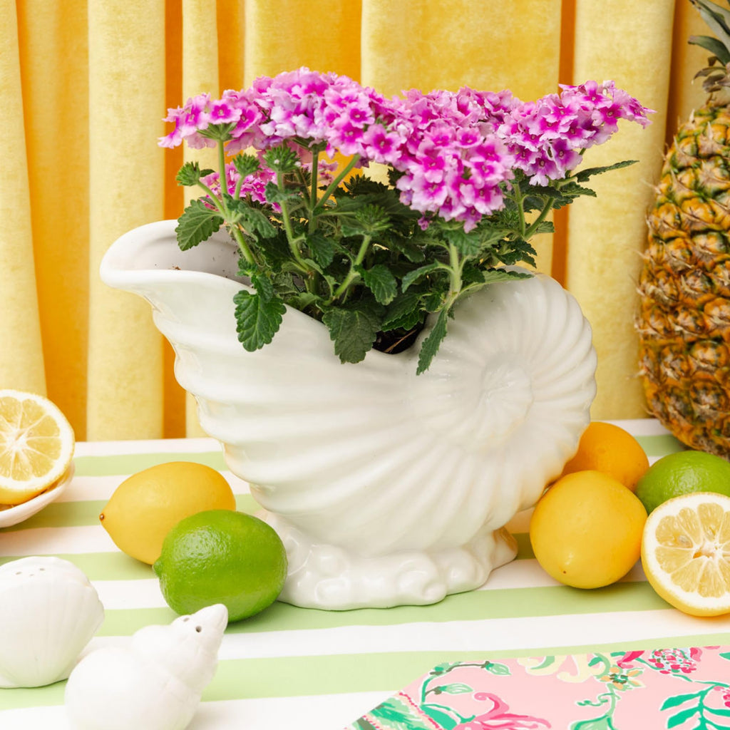Ceramic Nautilus Shell Shaped Planter, White