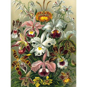 ART ERNST HAECKEL PLANT FLOWER BIOLOGY GERMANY VINTAGE POSTER PRINT 12x16 inch 30x40cm