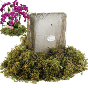 19 OZ Fake Moss for Potted Plants Indoor, Artificial Moss for DIY Crafts, Faux Decroative Moss for Fake Plants Home &