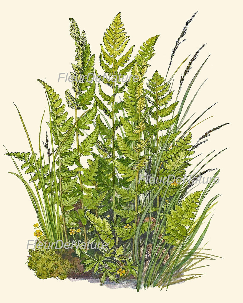 Botanical Set of 6 Prints Unframed Antique Beautiful Ferns Green Forest Nature Home Room Fern Decor Wall Art