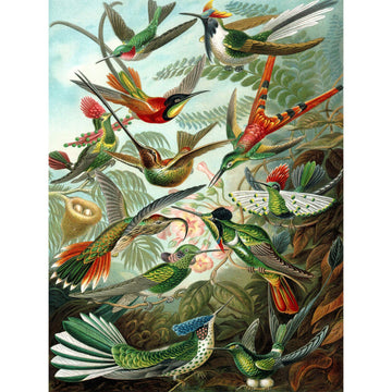 ART BIOLOGY BIRD HUMMING ERNST HAECKEL GERMANY VINTAGE POSTER PRINT 12x16 inch 30x40cm