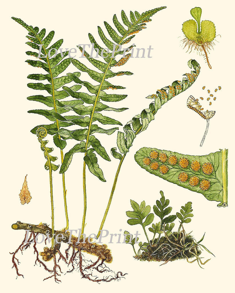 Botanical Set of 6 Prints Unframed Antique Beautiful Ferns Green Forest Nature Home Room Fern Decor Wall Art
