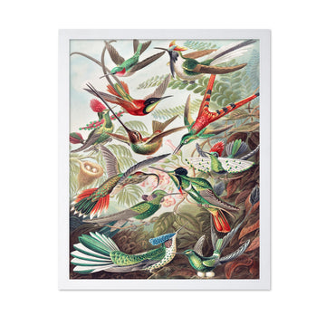 Master Vintage Ernst Haeckel Poster - Retro Animal Print - Gift for Artist, Friend - Hummingbirds, Trochilidae