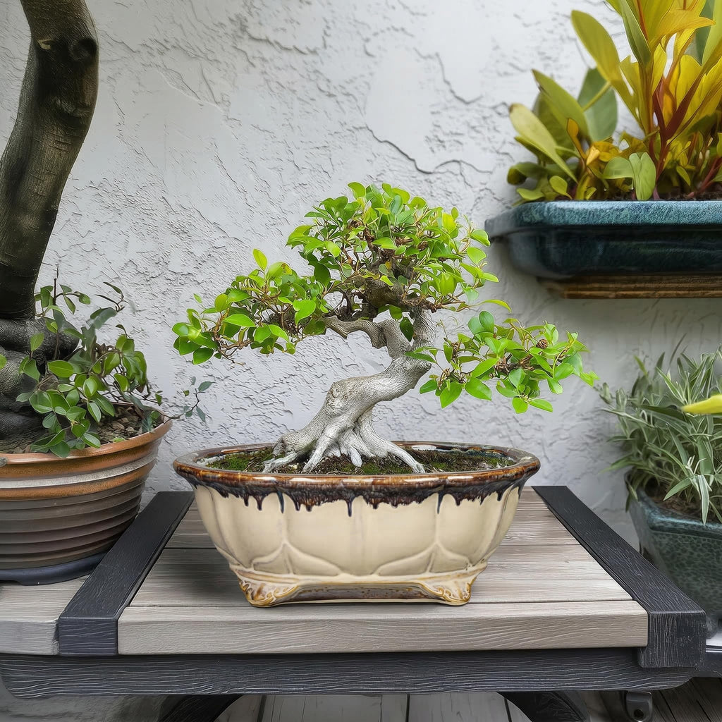 Ceramic Bonsai Tree Pots - 11 Inch Succulent Pots with Drainage Hole, Decorative Bonsai Pot for Indoor Outdoor