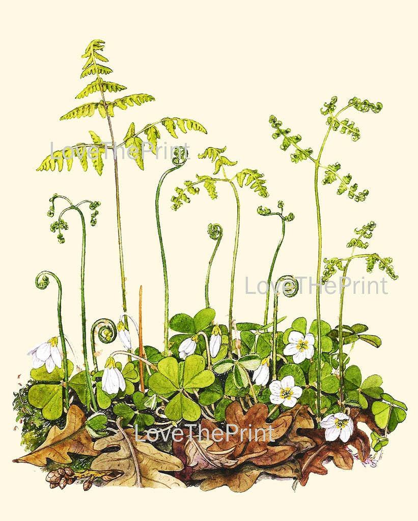 Botanical Set of 6 Prints Unframed Antique Beautiful Ferns Green Forest Nature Home Room Fern Decor Wall Art