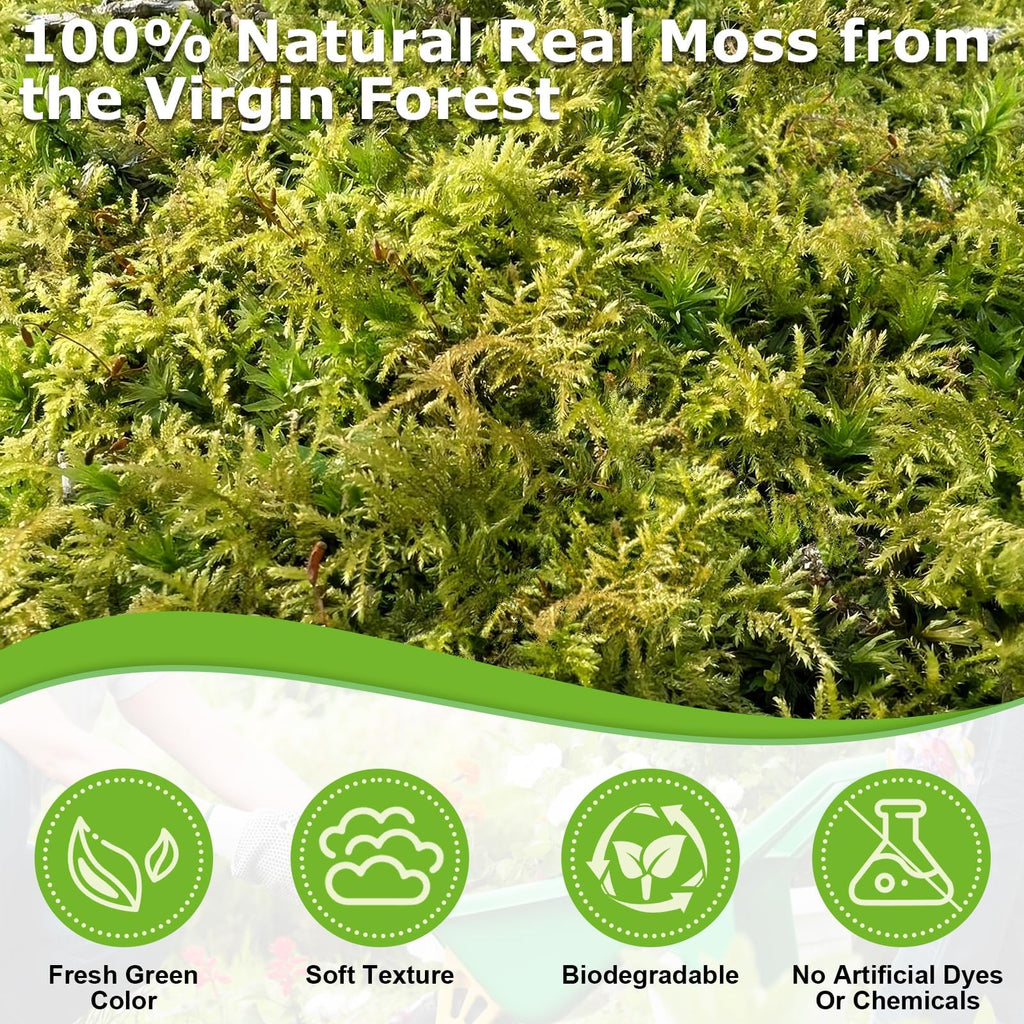 1.3LB Green Moss for Plants Indoor, Craft Moss for Fake Plants Decor