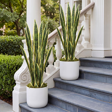 2 Pack 3.15 Ft Tall Artificial Snake Plant Faux Sansevieria Plant Large Fake Snake Bulk in Pot Housewarming Gift