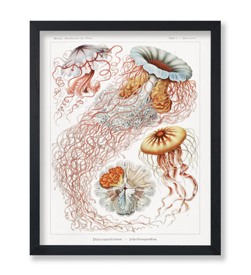 Master Discomedusae Print - Ernst Haeckel Poster - Jellyfish Art - Marine Life Wall Design - Gift for Men & Women