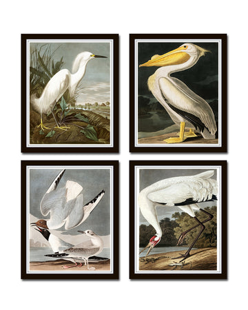 Vintage Audubon Sea Bird Prints Set of 4 - Unframed Nature Decor, Vintage Prints, Bird Art, Wall Art