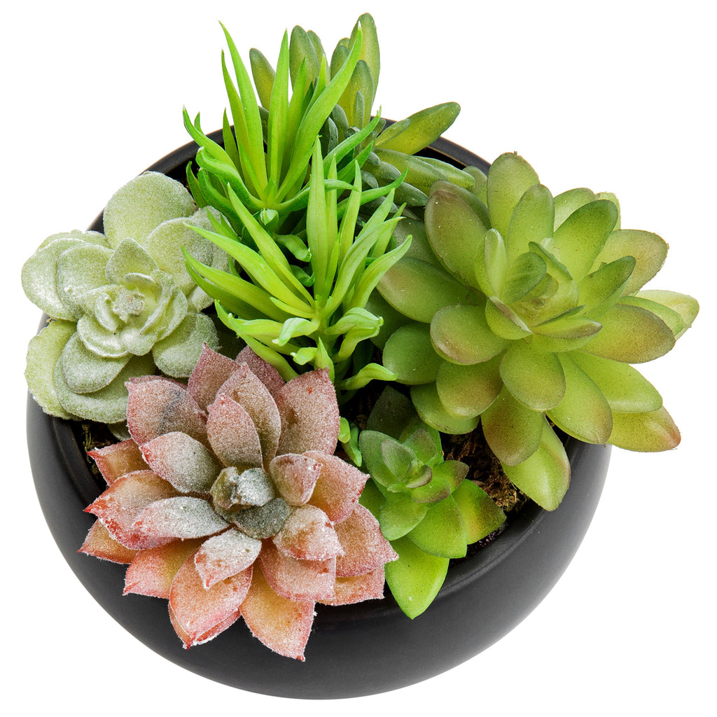 Mini Assorted Artificial Succulent Plants Black Ceramic Planter Bowl