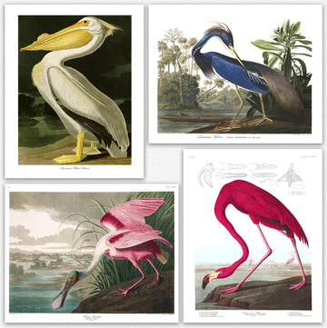 Birds Vintage Posters - Set of Wall Art Audubon Bird Poster Nature (12x16)