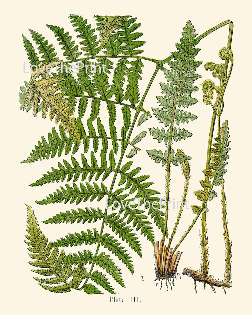 Botanical Set of 6 Prints Unframed Antique Beautiful Ferns Green Forest Nature Home Room Fern Decor Wall Art