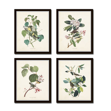 Audubon Birds Print Set No.16 Set of 4 Vintage Audubon Bird Prints - Unframed