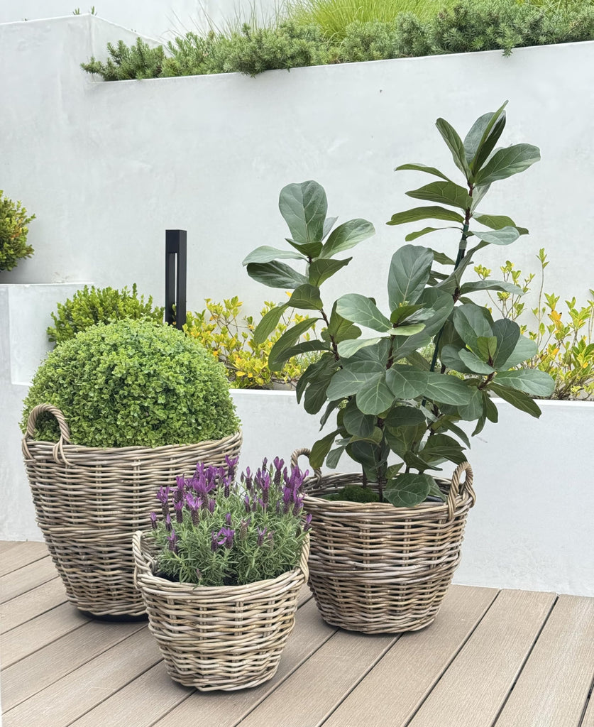Rattan Kobo Planter Basket with Ear Handles, Large, 11 Gallon