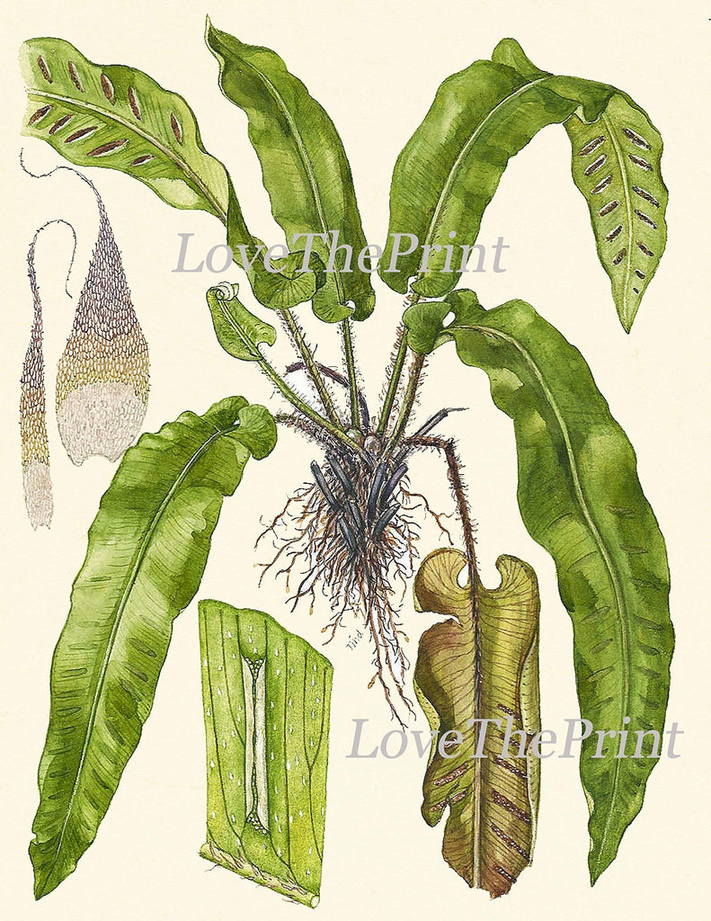 Botanical Set of 6 Prints Unframed Antique Beautiful Ferns Green Forest Nature Home Room Fern Decor Wall Art