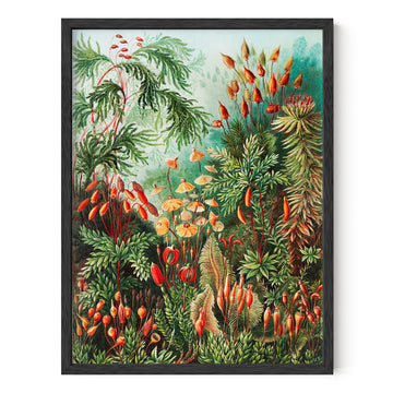 Ernst Haeckel Poster - Vintage Botanical Print, Flower & Plant Wall Art, Cottagecore Decor, Haeckel Art Print (Black